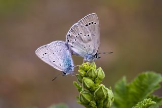 Anadolu Devmavisi (Iolana lessei)