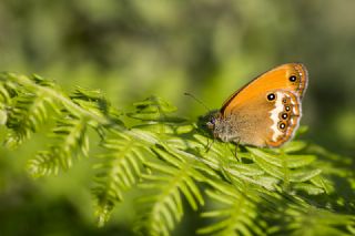 Funda Zpzp Perisi (Coenonympha arcania)