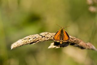 Sar Antenli Zpzp (Thymelicus sylvestris)
