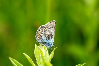 okgzl Amanda (Polyommatus amandus)