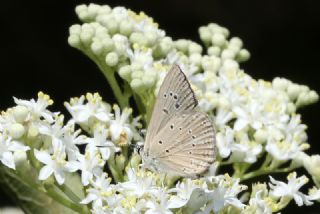 Anormal okgzl (Polyommatus admetus)