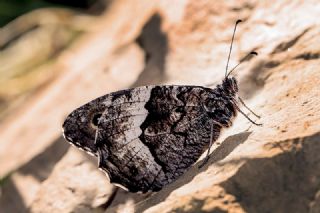 Byk Karamelek (Hipparchia syriaca)