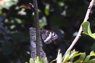 Byk Karamelek (Hipparchia syriaca)