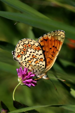 Benekli Byk parhan (Melitaea phoebe)