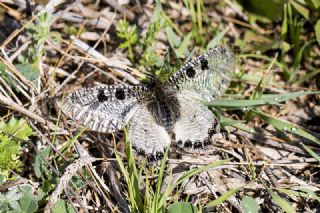 Yalanc Apollo (Archon apollinus)