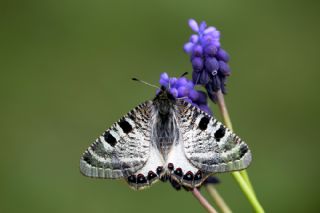 Yalanc Apollo (Archon apollinus)