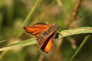Siyah Antenli Zpzp (Thymelicus lineolus)