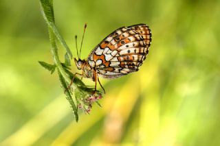 ift Noktal Brentis (Brenthis hecate)