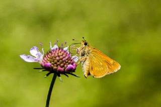 Orman Zpzp (Ochlodes sylvanus)