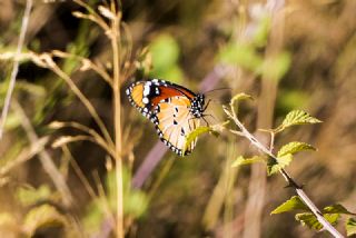Sultan (Danaus chrysippus)