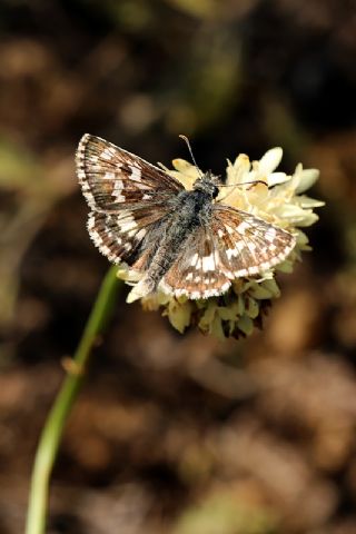 Gzel Zpzp (Pyrgus cinarae)