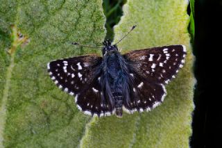 Kzl Zpzp (Spialia orbifer)