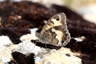 Anadolu Yalanccads (Pseudochazara anthelea)