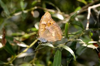 Trakya mparatoru (Apatura metis)