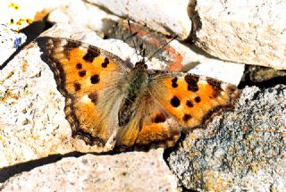 Karaaa Nimfalisi (Inachis polychloros)