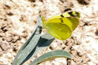 Dou Elfinstonyas (Euchloe penia)