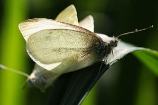 Yalanc Beyazmelek (Pieris pseudorapae)