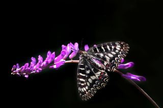 Gney Fistosu (Zerynthia polyxena)