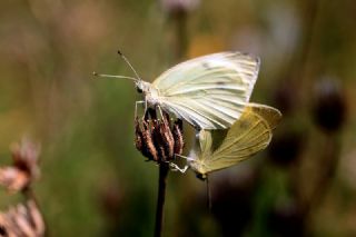 Byk Beyazmelek  (Pieris brassicae)