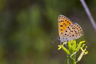 Alev Ategzeli (Lycaena kefersteinii)