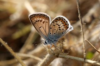 Gm Lekeli Esmergz (Plebejus argus)