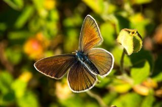 okgzl Gzel Mavi (Polyommatus bellis)