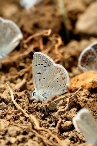 okgzl Kk Turan Mavisi (Polyommatus cornelius)