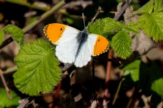 Turuncu Ssl (Anthocharis cardamines)