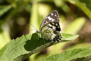 Kara Melike (Melanargia syriaca)