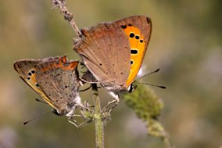 Benekli Bakr Gzeli (Lycaena phlaeas)