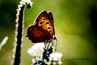 Benekli Bakr Gzeli (Lycaena phlaeas)