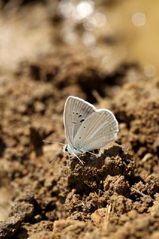 okgzl Teresya, Saimbeyli Mavisi (Polyommatus theresiae)