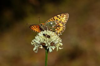 Gzel nci (Argynnis aglaja)