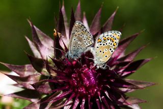 okgzl Balkan Mavisi (Aricia anteros )