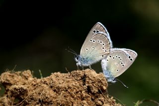 Anadolu Karagz Mavisi (Glaucopsyche astraea)