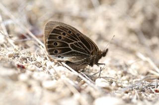 Uygur Gzelesmeri (Proterebia afra)