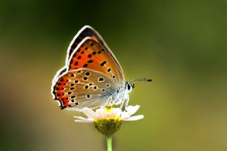 Byk Mor Bakr Gzeli (Lycaena alciphron)