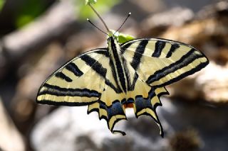 Kaplan Krlangkuyruk (Papilio alexanor)