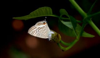 Lampides (Lampides boeticus)