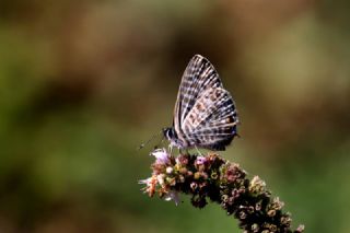 Mavi Zebra (Leptotes pirithous)