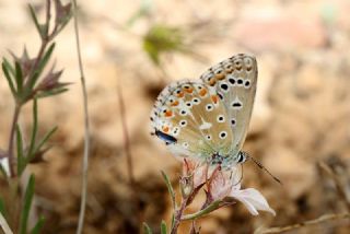 okgzl Gk Mavisi (Polyommatus bellargus)