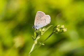 Mazarin Mavisi (Polyommatus semiargus)