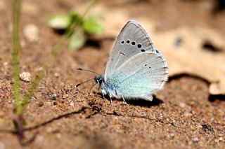 Karagz Mavisi (Glaucopsyche alexis)