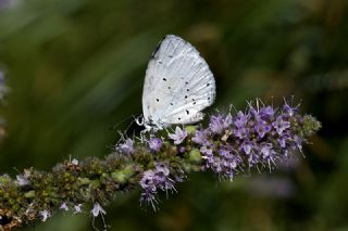 Kutsal Mavi&nbsp;(Celastrina&nbsp;argiolus)