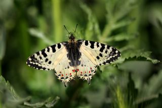 Orman Fistosu (Allancastria  cerisyi)