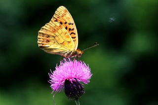 Byk nci (Fabriciana adippe)