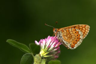 Nazuum (Euphydryas aurinia)