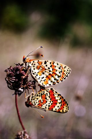 parhan (Melitaea cinxia)