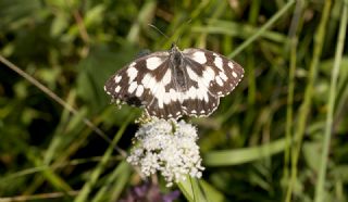 Orman Melikesi (Melanargia galathea)
