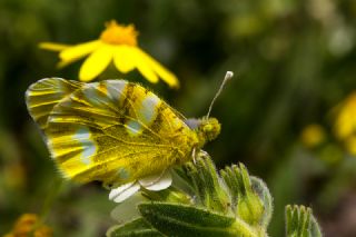 Zegris (Zegris eupheme)